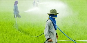 Sostanze nei pesticidi alterano ormoni: nuovi criteri UE
