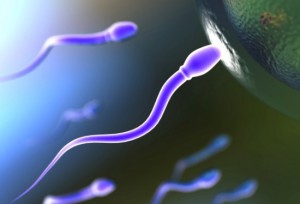 Fertilità maschile, alcuni spermatozoi