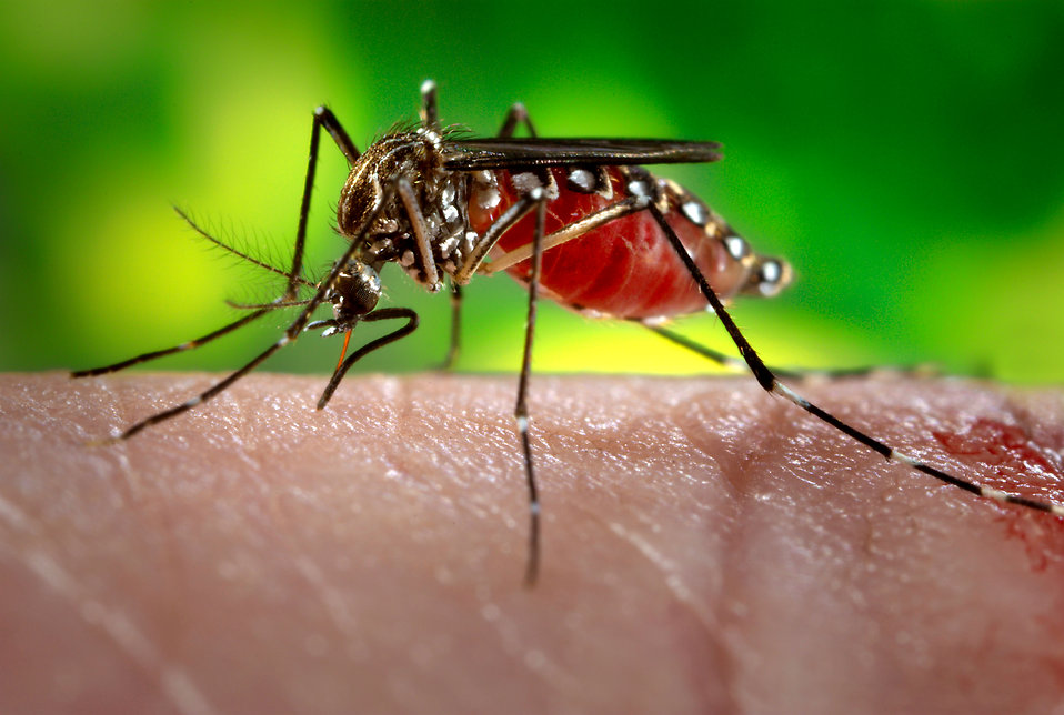 Dalle Marche una possibile soluzione all’epidemia da virus Zika