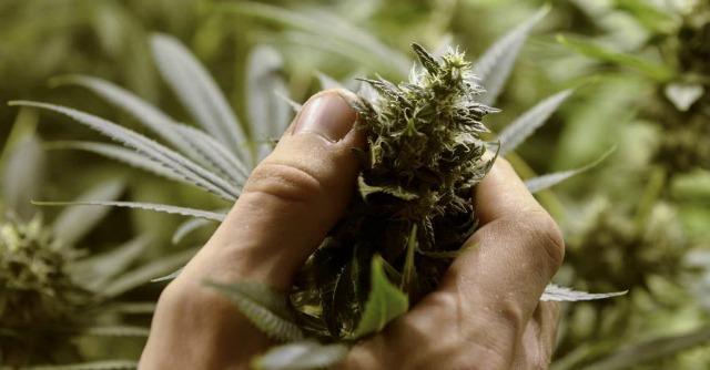 Cannabis a uso medico, Grillo: nessuna bocciatura dal Css, pazienti continueranno terapie