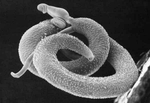 Il parassita della schistosomiasi
