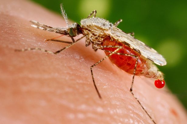 Malaria, una zanzara punge il braccio di un uomo