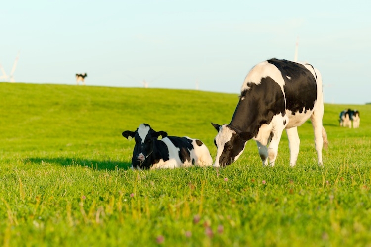Semi di lino nella dieta bovina e il latte diventa più ricco di Omega 3