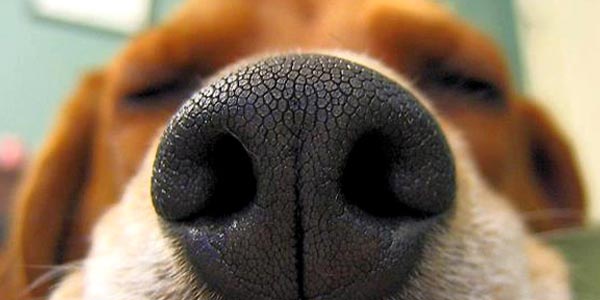 Cani: olfatto potrebbe scovare tumore al polmone. Al via ricerca