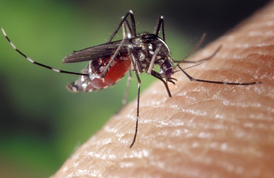 Covid-19: può trasmettersi dalle punture di zanzara?