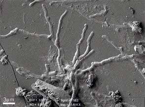 Neuroni Umani