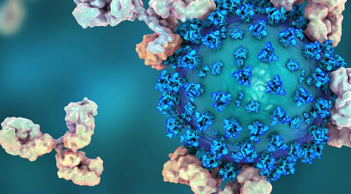 nanoanticorpi per bloccare il virus