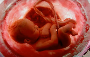 Un feto nell'utero materno