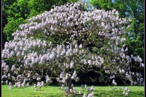 albero paulownia-tomentosa