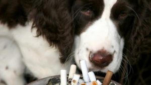 Fumo passivo: un cane davanti a un posacenere pieno di mozziconi