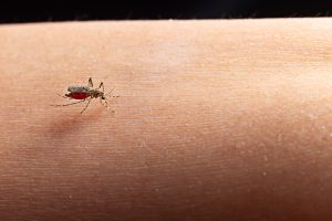 una delle zanzare invasive su un braccio umano