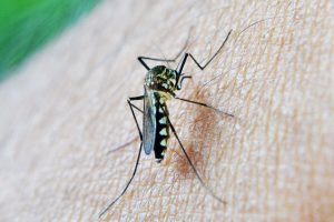 Dengue Una zanzara che poggiata sulla pelle mentre punge un uomo