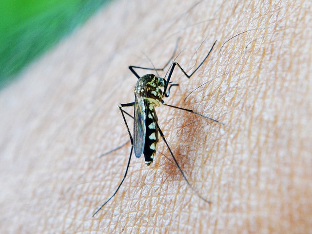 Una zanzara che poggiata sulla pelle mentre punge un uomo