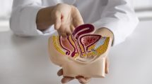 Fegato grasso: le mani di un medico mostrano un modello del fegato