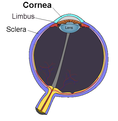 Cornea